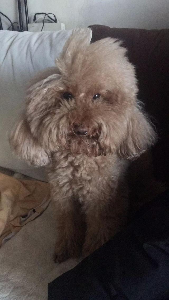 没有对比就没有伤害妆前妆后,泰迪的美容前后对比