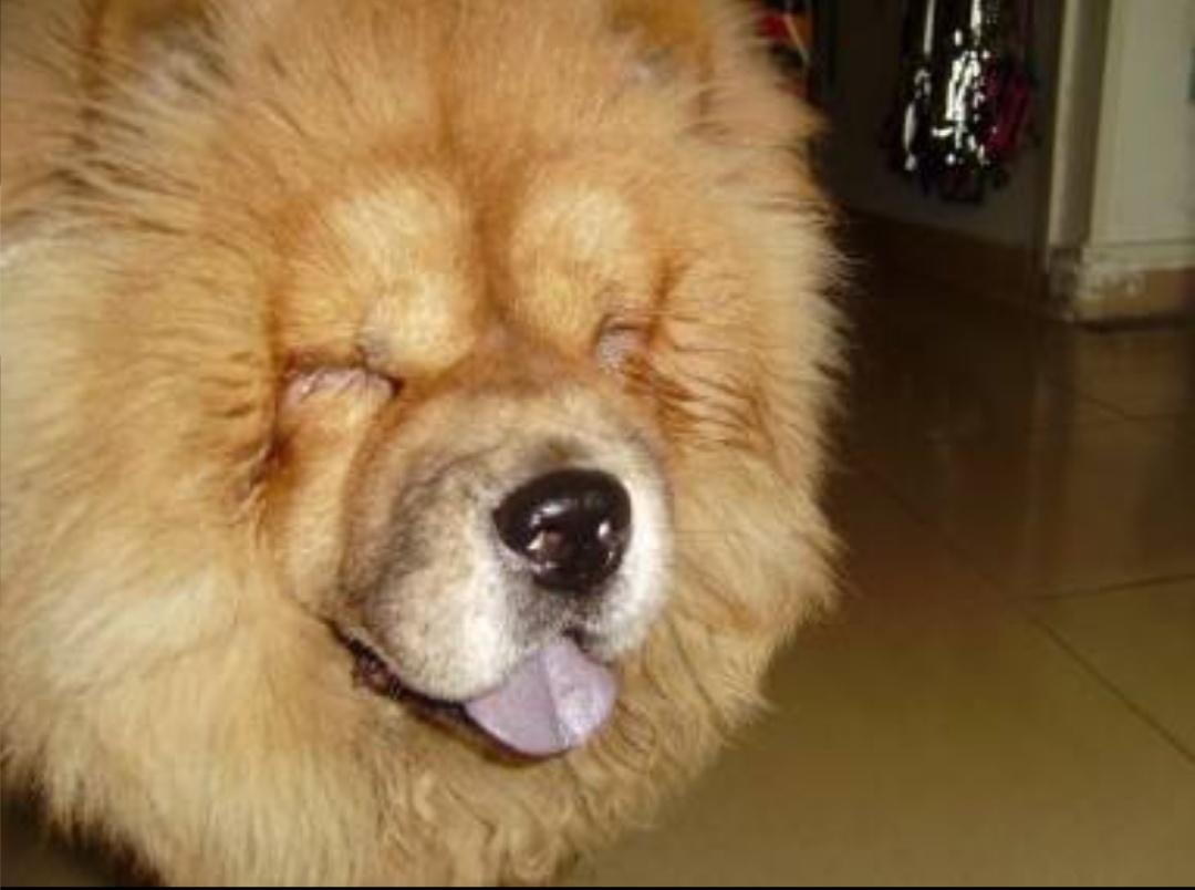 割双眼皮割反了,狗狗眼睑内翻手术