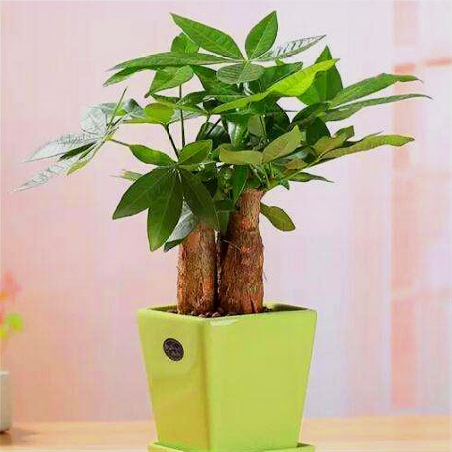 发财树黄叶简单补救方法,发财树黄叶掉叶枯枝怎样补救