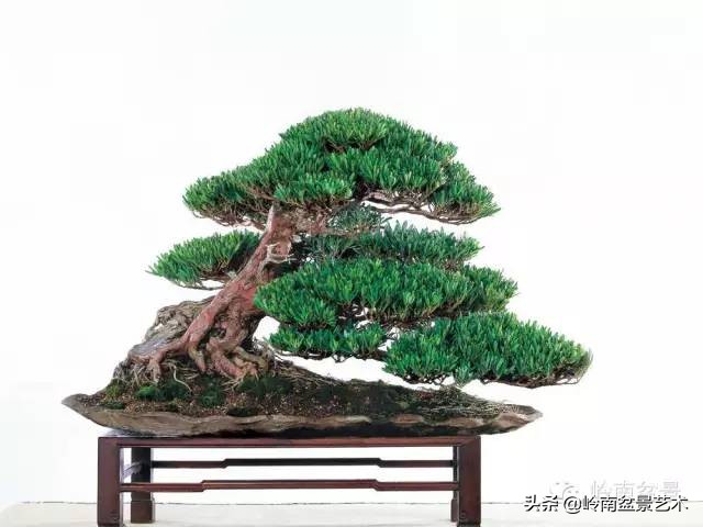 榆树盆景何时修剪最好,盆景怎样修剪最好看