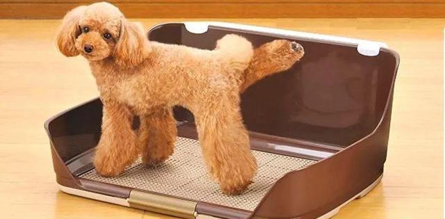 猫砂可以给仓鼠用么,猫砂可以给龟用吗