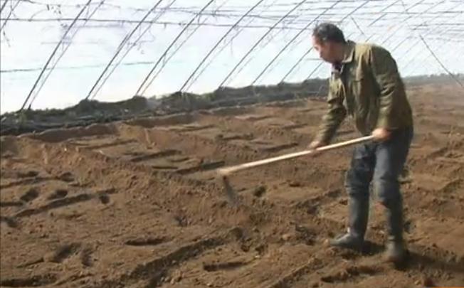 如何种出脆甜的樱桃萝卜,樱桃萝卜的种植方法和时间介绍