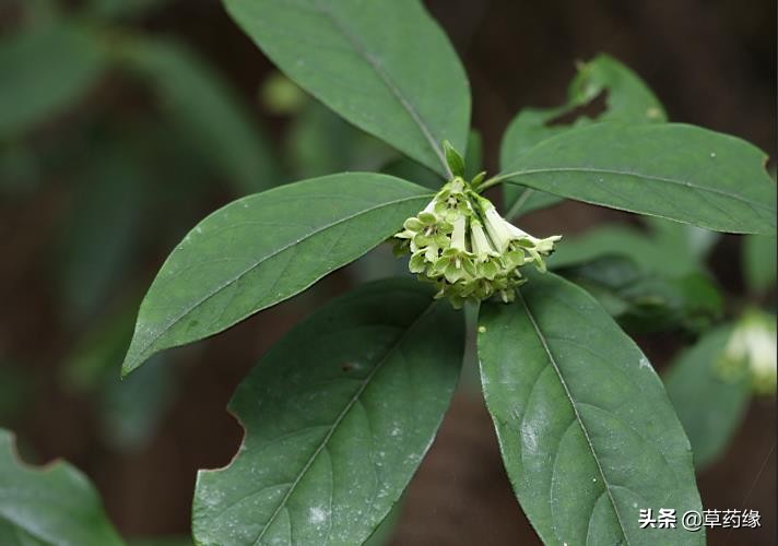 种植草药骗局,种植中草药的几种骗局