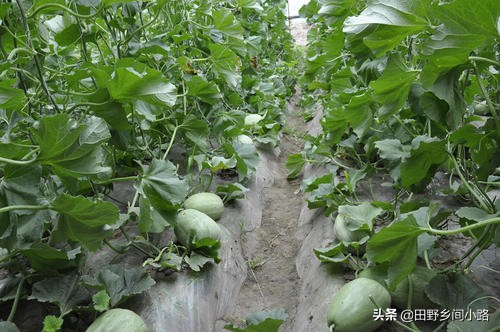 甜瓜的种植与管理技术,如何种植甜瓜质量好产量高