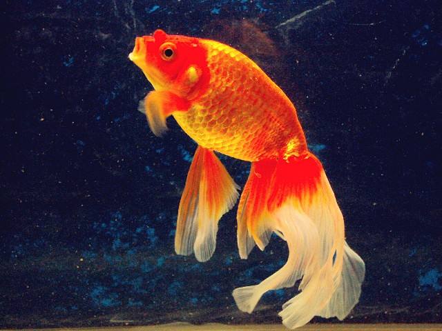 各种金鱼的特点都是什么,品种繁多的金鱼是由什么决定的