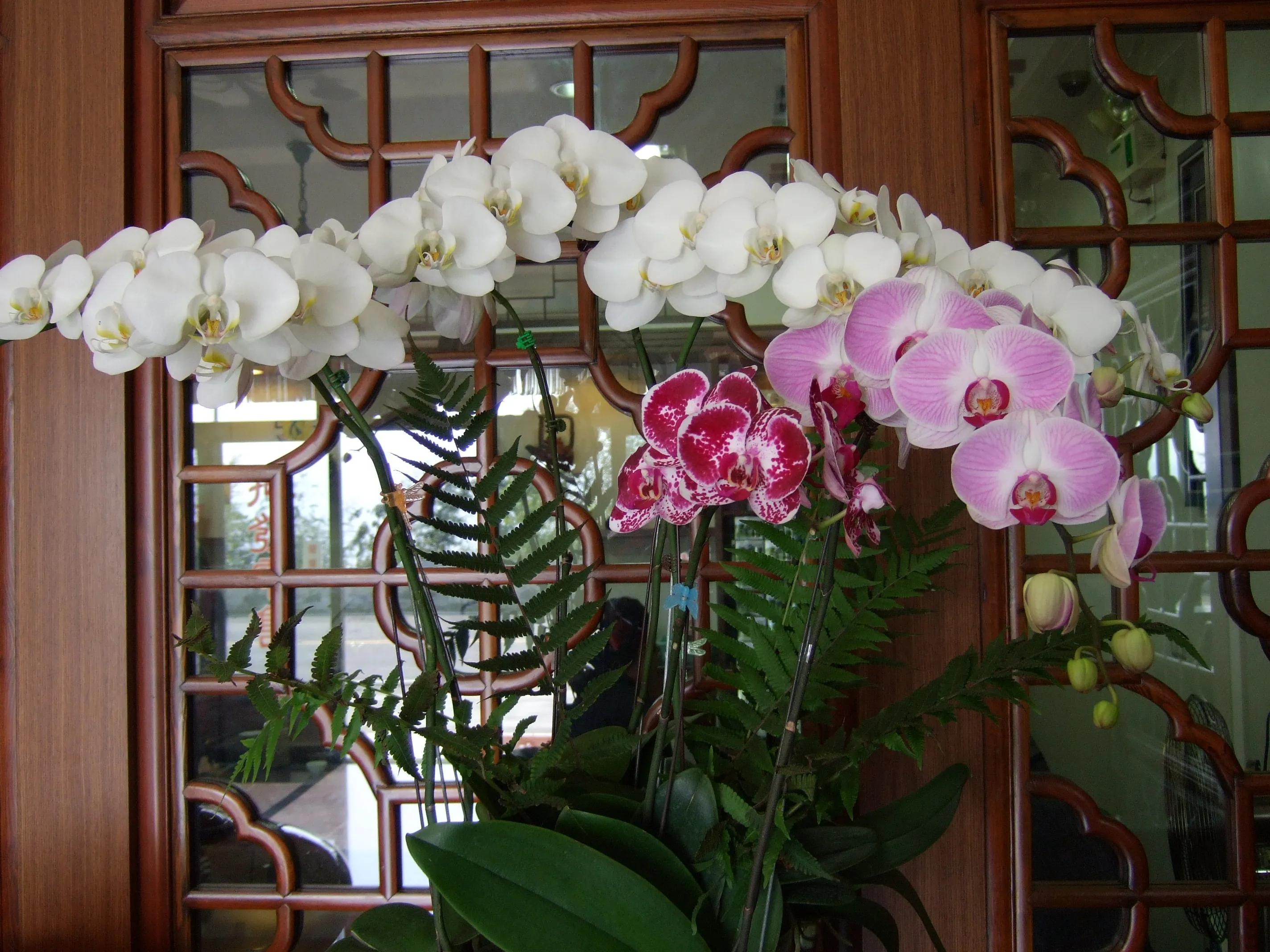 阿里山美丽动人的传说,阿里山的风光美如画