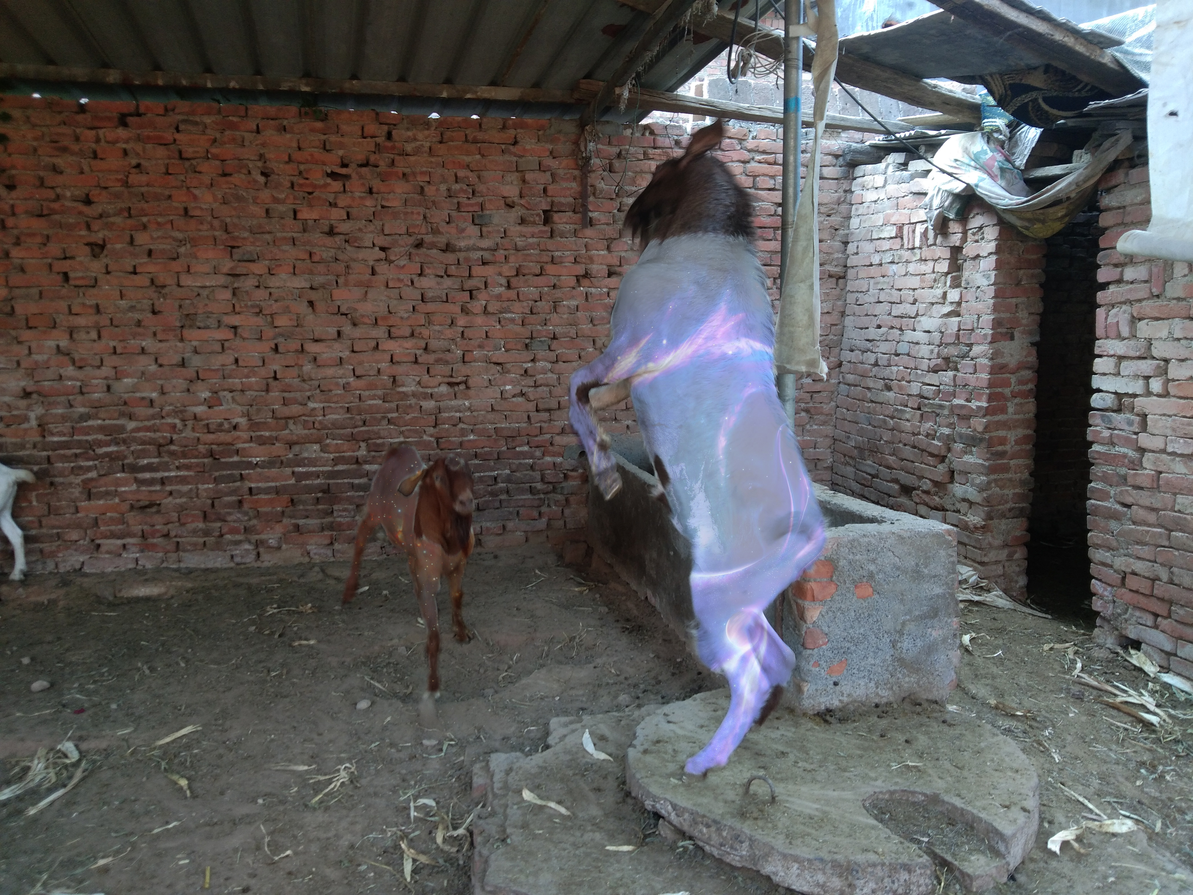 如何通过卖羊赚钱,买卖羊的交易有没有利润