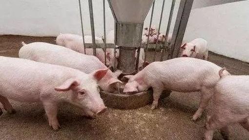 养猪饲料中毒怎么治,养猪场中毒现在怎么解决
