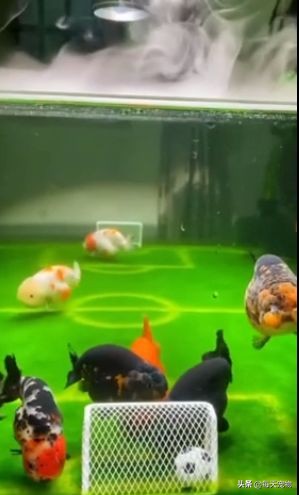 网友将鱼缸改造成“足球场”，金鱼在里面玩起了足球，太有创意了