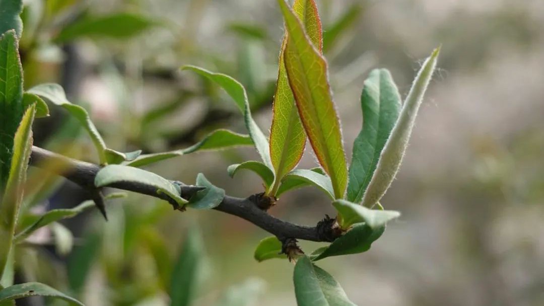怕麻烦是不是最大的障碍,新概念英语单词速记