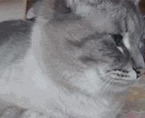 猫咪不愿意洗屁股硬洗会怎么样,猫咪不愿意清洗鼻子怎么办