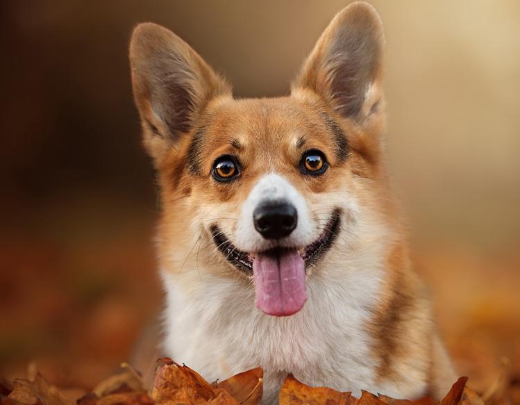 柯基吃什么狗粮比较营养,柯基吃什么狗粮最好最有营养