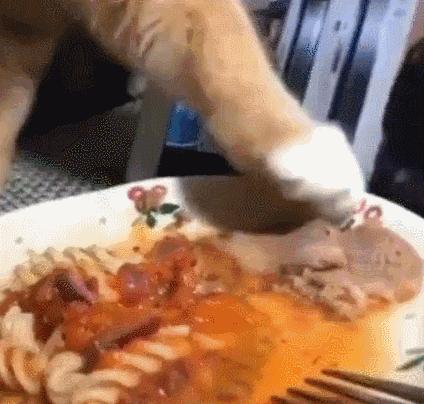 猫放一个屁，全家吃不下饭！真的好臭啊啊啊啊啊