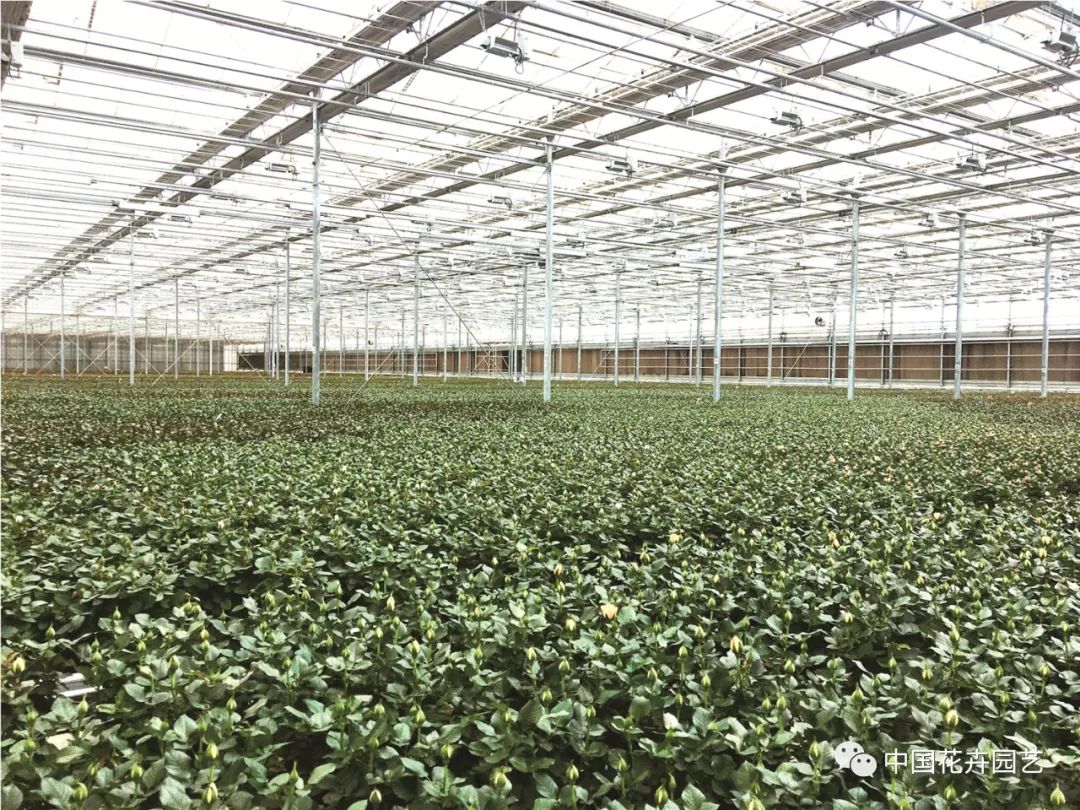 增强核心竞争力园艺国货未来可期|“中国产品中国造”专题