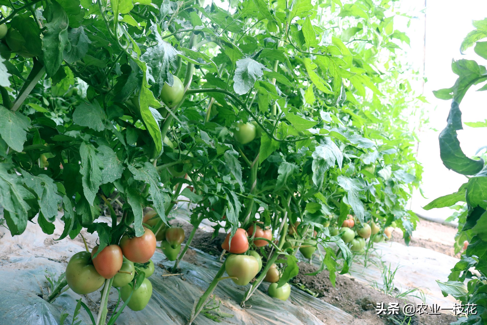 小番茄猝倒病,番茄得猝倒病怎么办