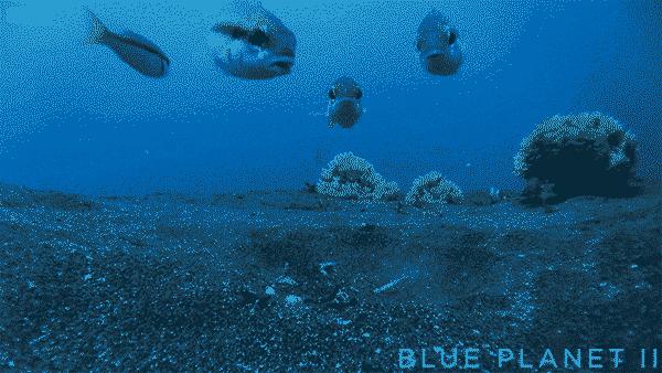 罕见的博比特虫和蛙鱼夜间狩猎,博比特虫把鱼撕成两半