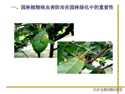 园林植物病虫害冬季防治,常见的园林植物虫害图片