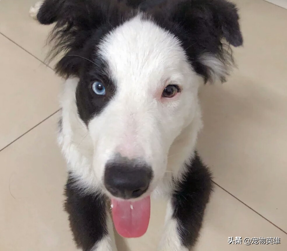 狗子被蜜蜂蛰了肿了的图片,狗子被蜜蜂蛰成大肿脸