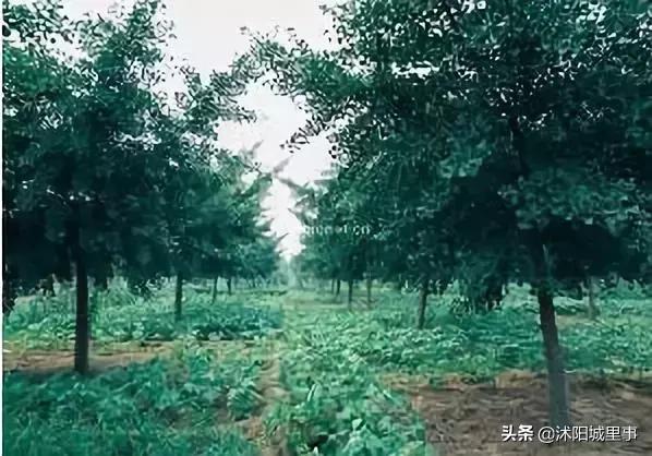 沭阳各镇的来历,沭阳各乡镇以前叫什么名字