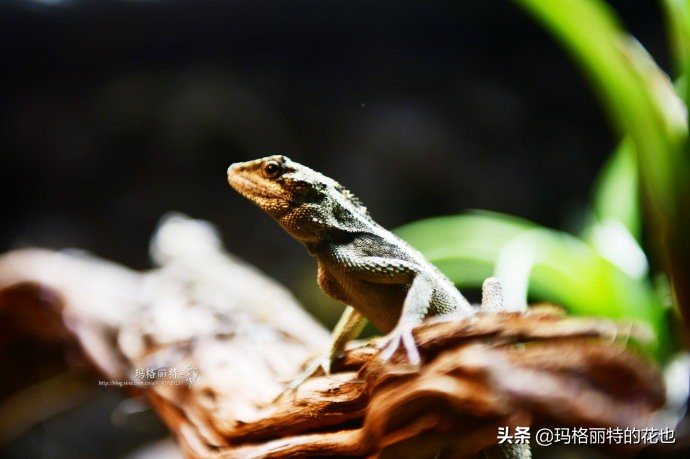 雨林缸可以养的蜥蜴,鱼缸改造封闭式雨林缸养蜥蜴