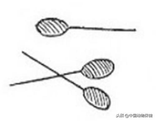 兽医针灸方法,针灸治疗方法及针灸优势病种