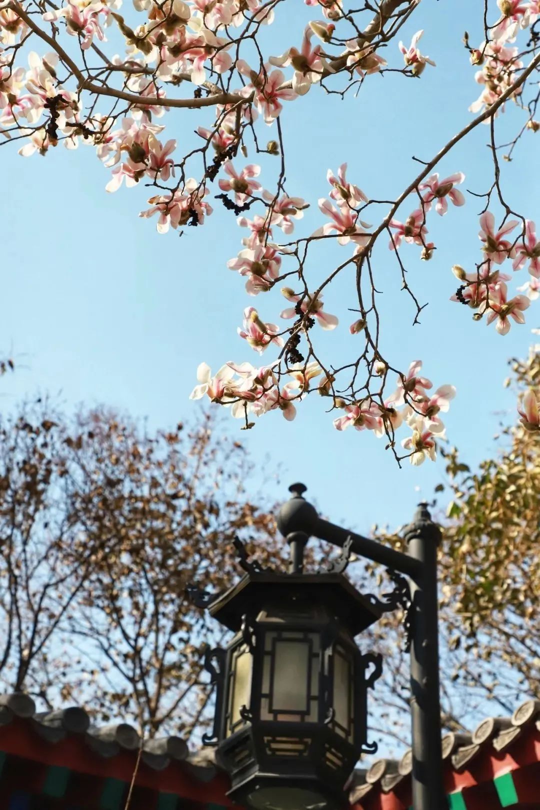 春天里最美的花儿，语文课本上的天下第一……一定要带孩子来