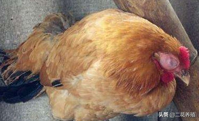 鸡肿头肿脸防治方案,鸡肿头睁不开眼养鸡人该如何处理