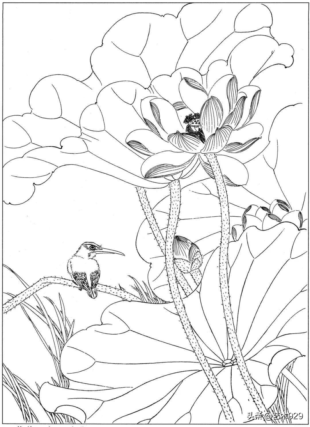 余稚荷花蜻蜓图高清白描底稿,白描荷花勾线方法讲解视频