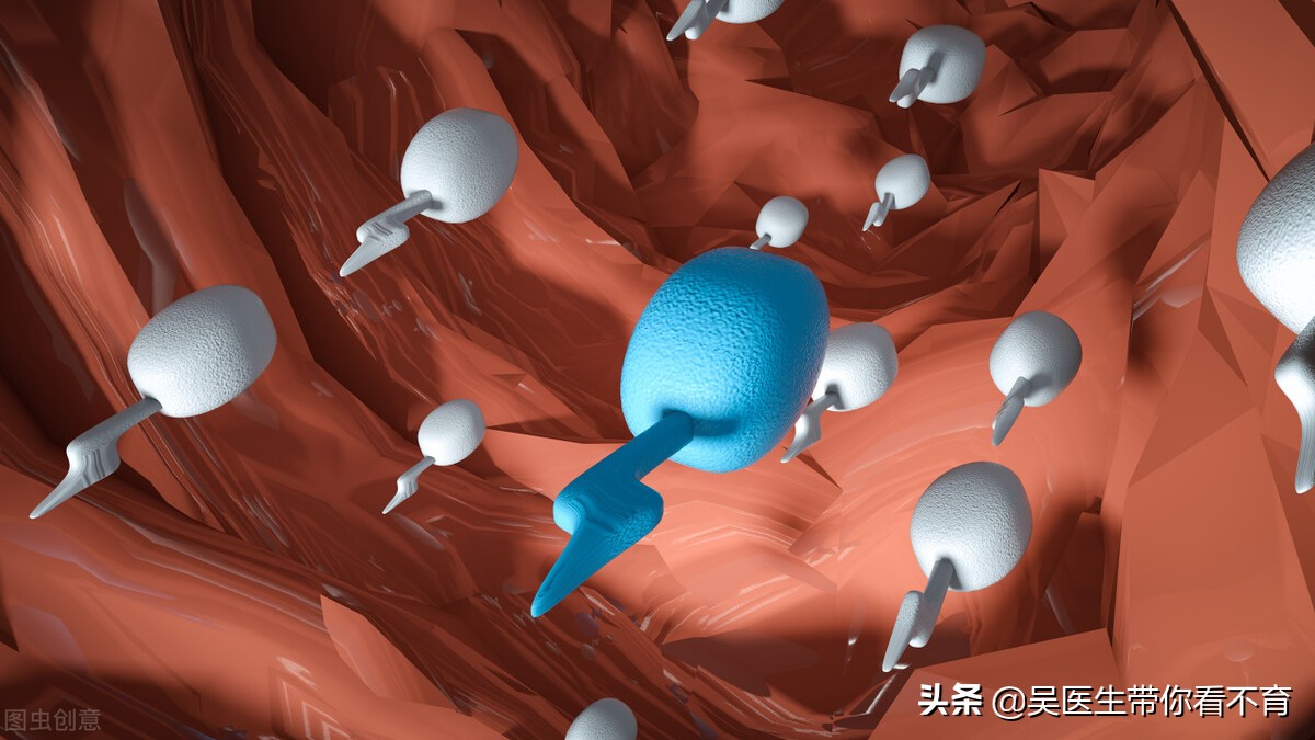 一颗精子的故事,一颗精子的形成时间