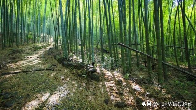 凤尾竹的来历和由来,凤尾竹的传说