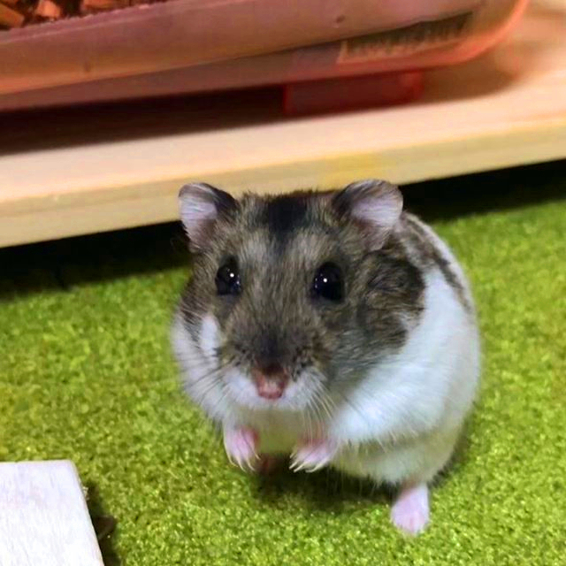 仓鼠粮食被老鼠偷吃了,仓鼠专吃鼠粮