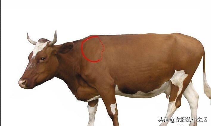 牛身上的肉各部位回民的叫法,牛身上哪个部位的肉最适合烤肉