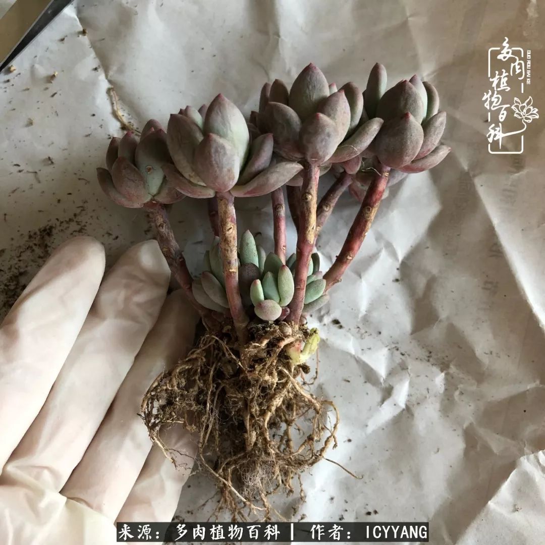 多肉隔着玻璃晒太阳效果好吗,隔着玻璃养的多肉照样长得好