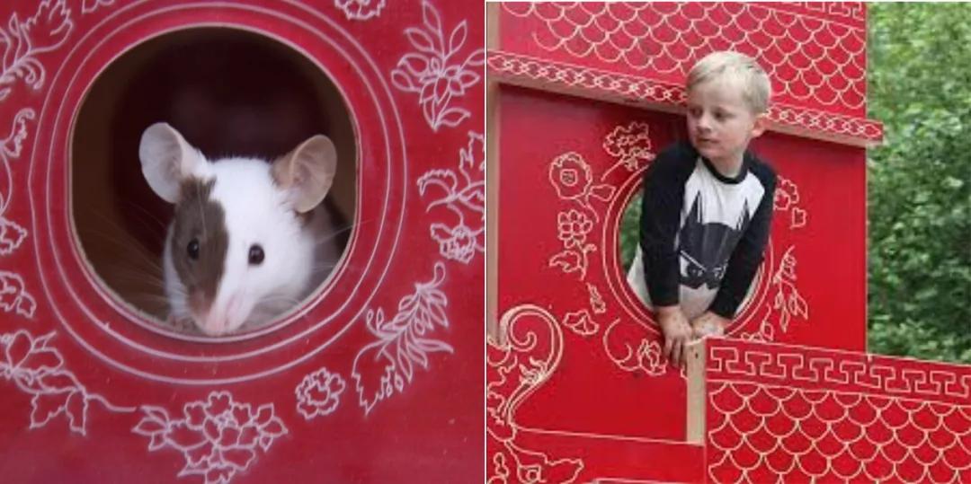 2亿*放播**量的“仓鼠走迷宫”，成了YouTube上的财富密码