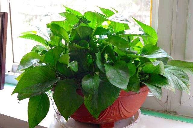 绿萝叶子没发黄但感觉奄奄一息,绿萝奄奄一息怎么救活