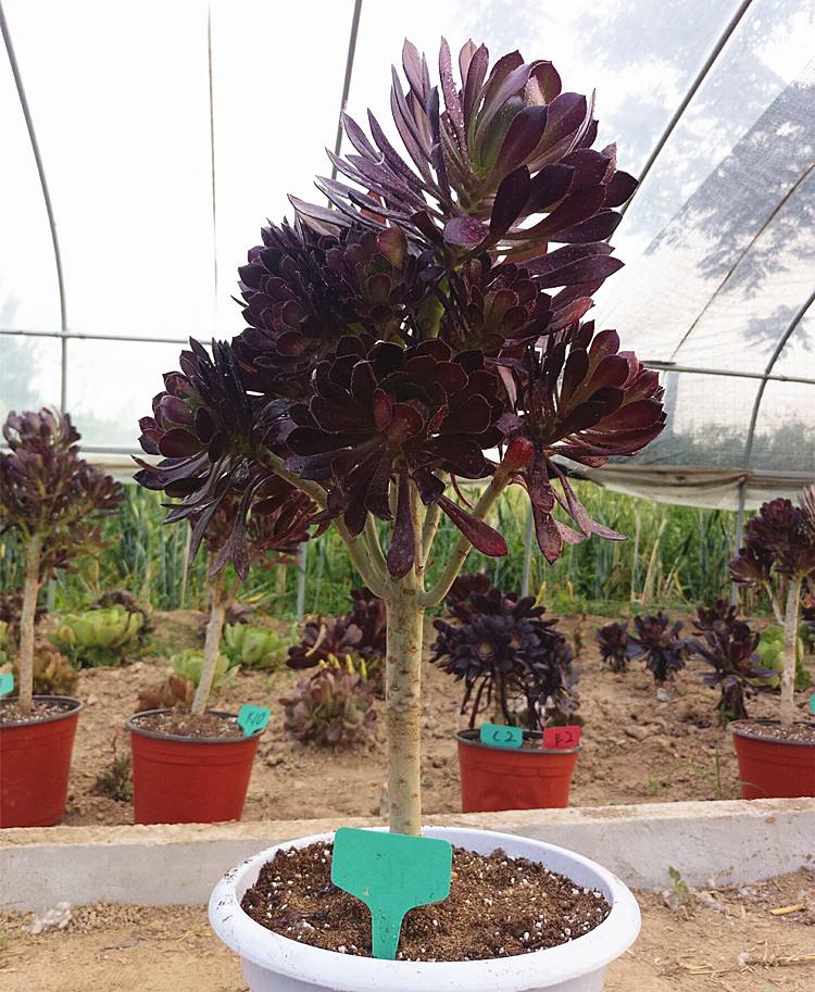 姬胧月多肉长气根需要换土换盆吗,淡雪服盆期多肉长气根是什么原因