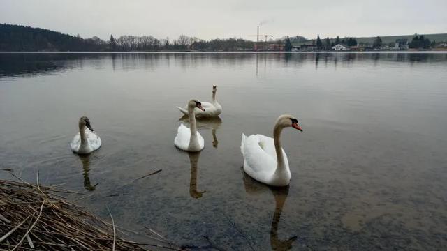 麟阁皮尔森啤酒,南宁皮尔森