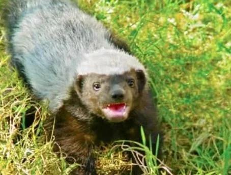 群体平头哥大战鬣狗,斑鬣狗大战平头哥