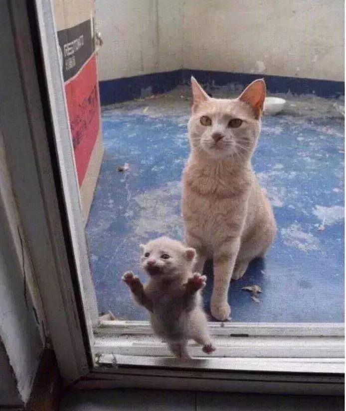 自从有了橘猫,我终于体会到什么叫“十橘九渣”!