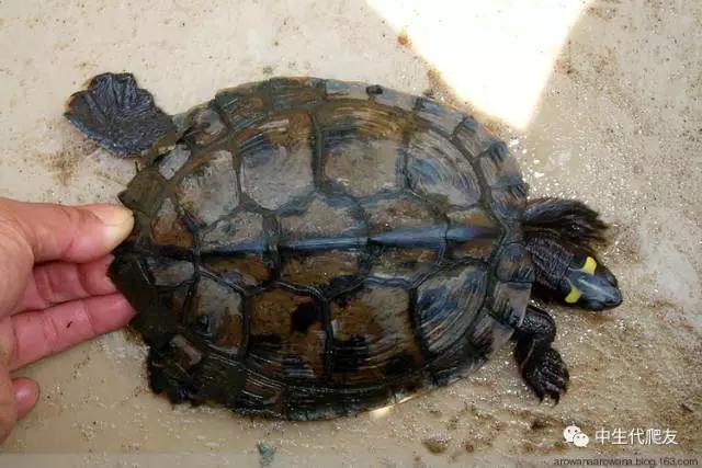 地图龟成体样子,地图龟种类及图解