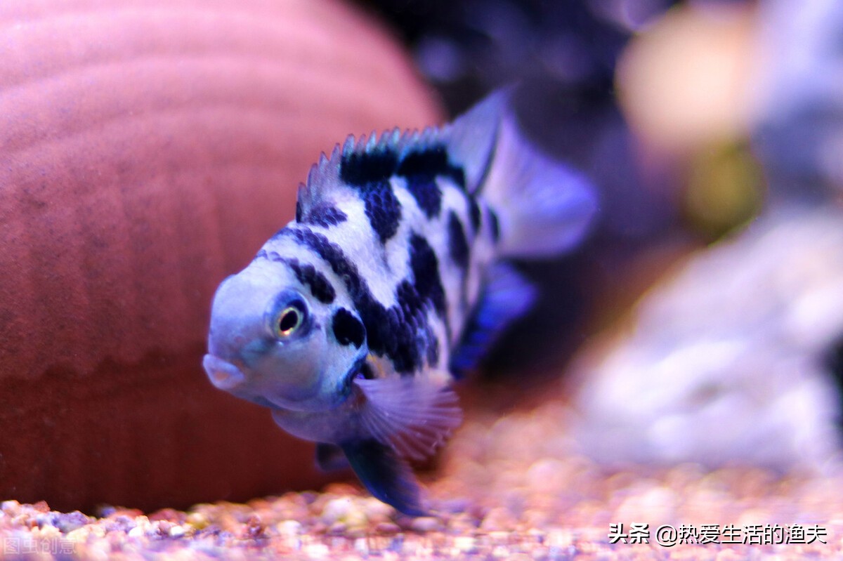 迷你鹦鹉鱼养殖方法怎么养,迷你鹦鹉鱼产卵后如何养