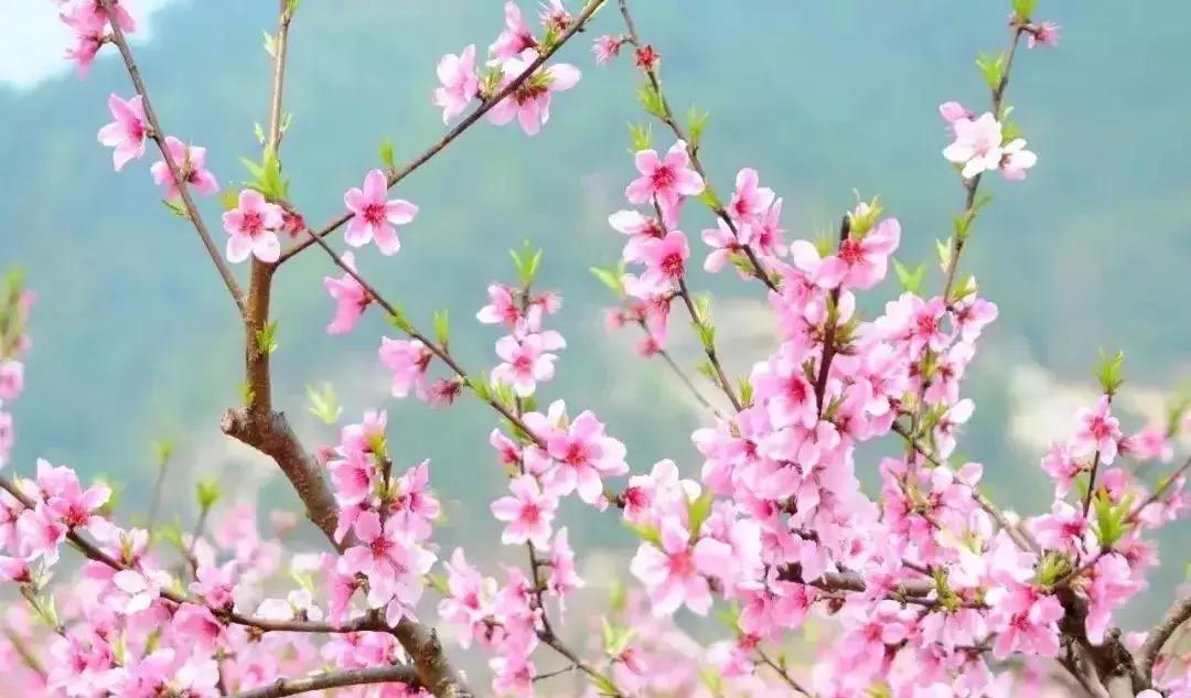 京郊最美的十大花海,京郊这些浪漫花海惊艳初秋的北京