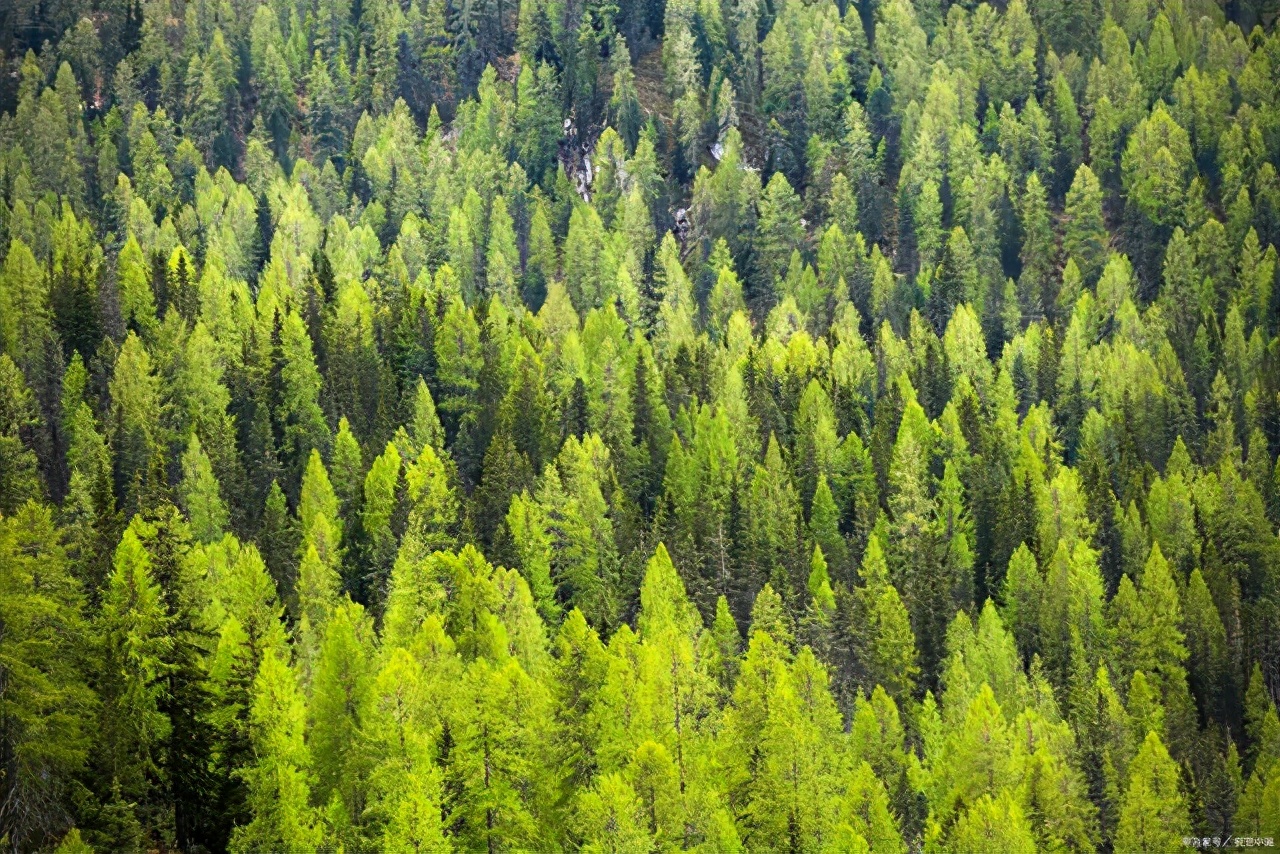 写松树的诗句与精神象征,赞美松树有顽强生活意志的诗句