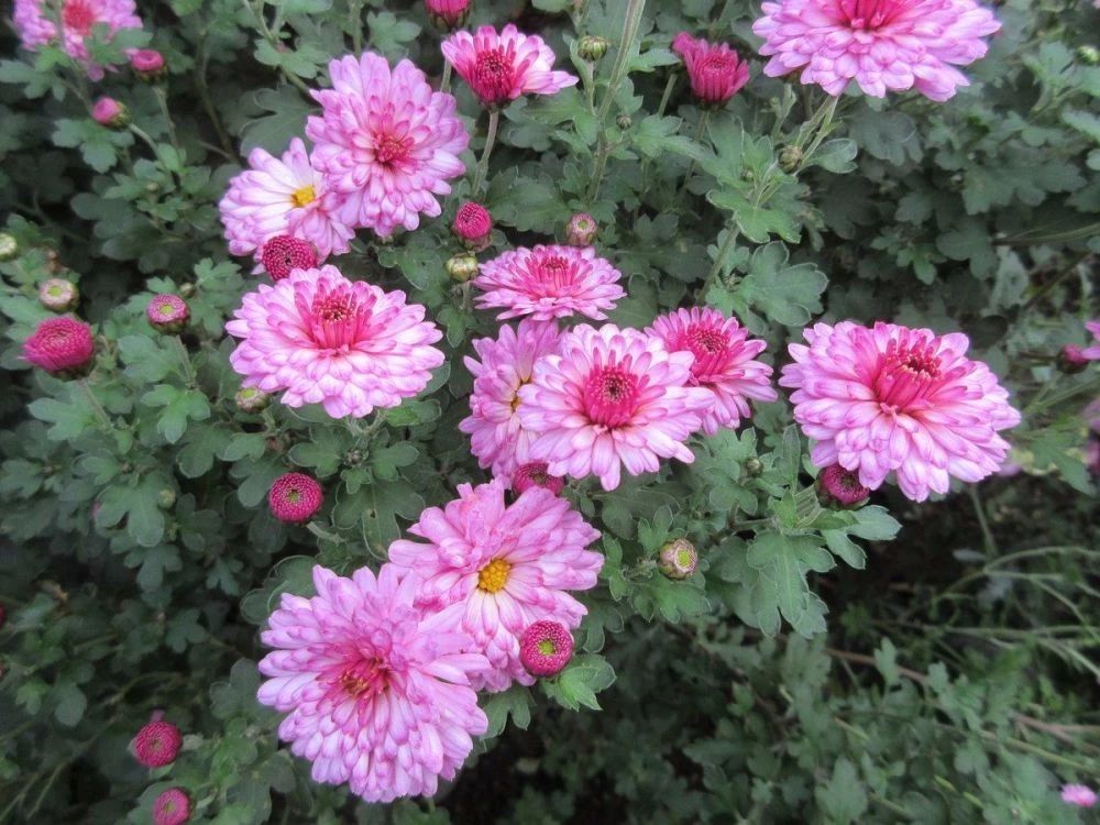 盆栽菊花第二年怎样重新养,菊花盆栽花开后花谢如何处理