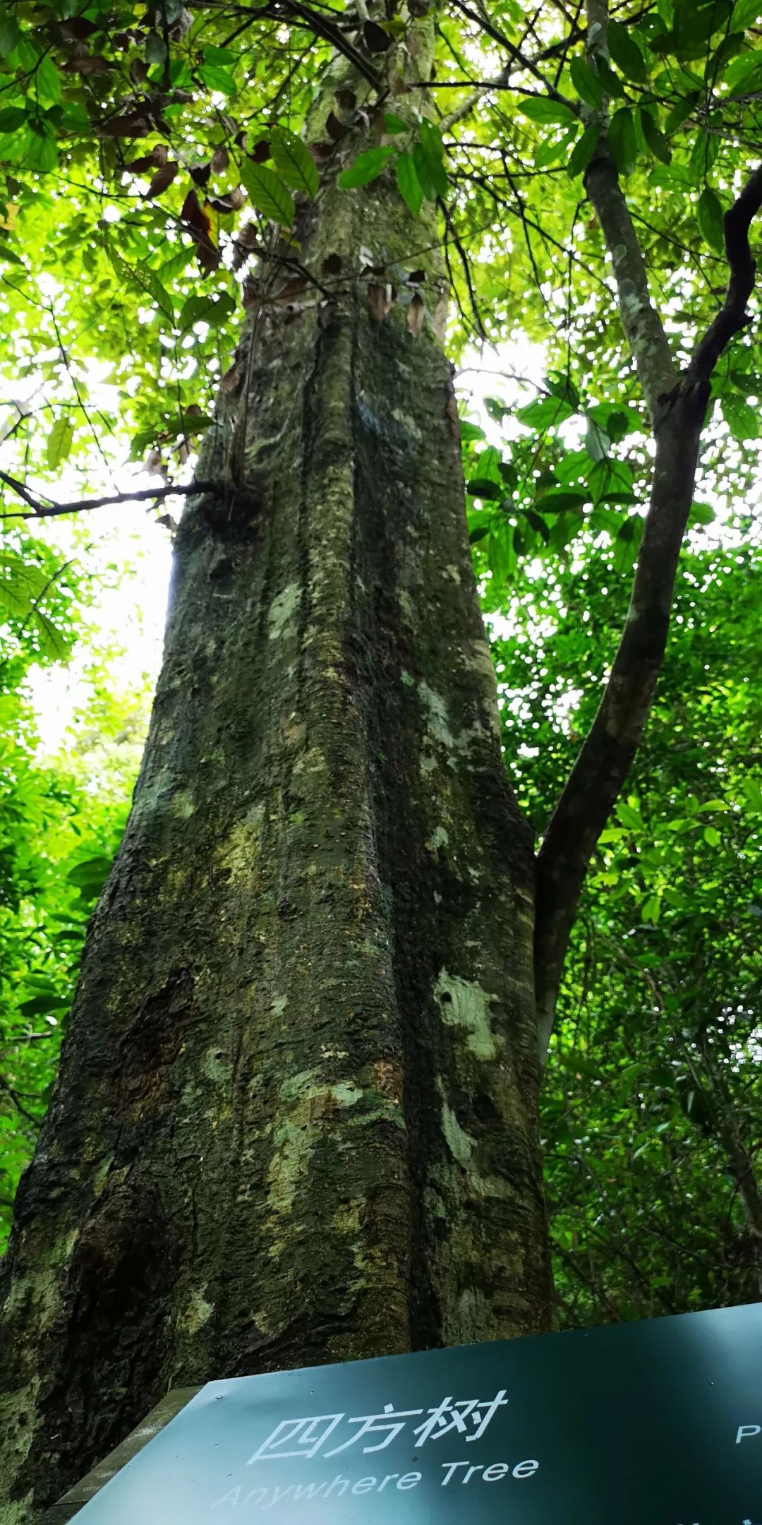 贺州姑婆山景区国家森林公园,贺州姑婆山森林公园路线