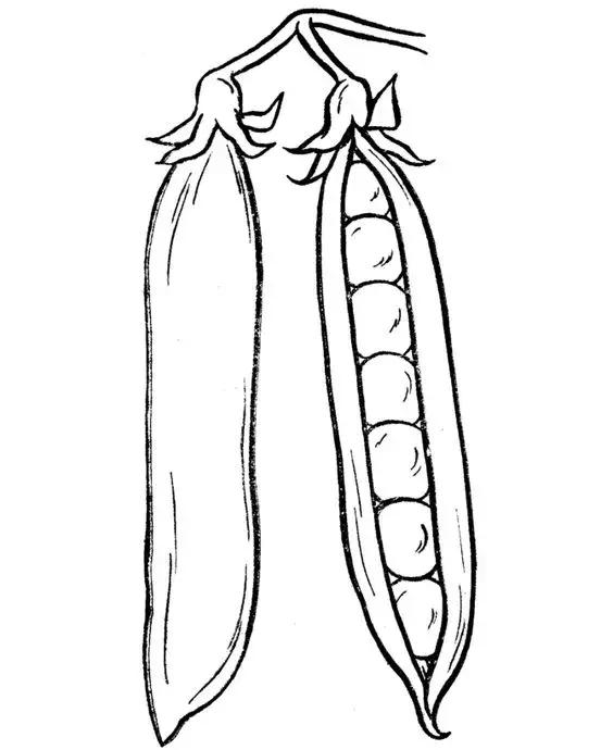 简笔画可爱蔬菜,简笔画简单易学幼儿蔬菜