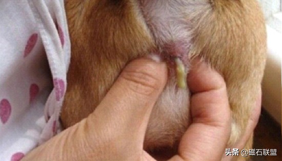 法斗身体臭怎么解决,法斗身上臭烘烘的怎么办