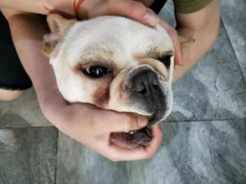 狗狗为什么有泪痕和红嘴巴,狗狗泪痕特别严重是什么原因