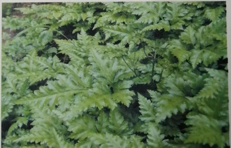 苦到极致的黄连,苦黄连的药用价值