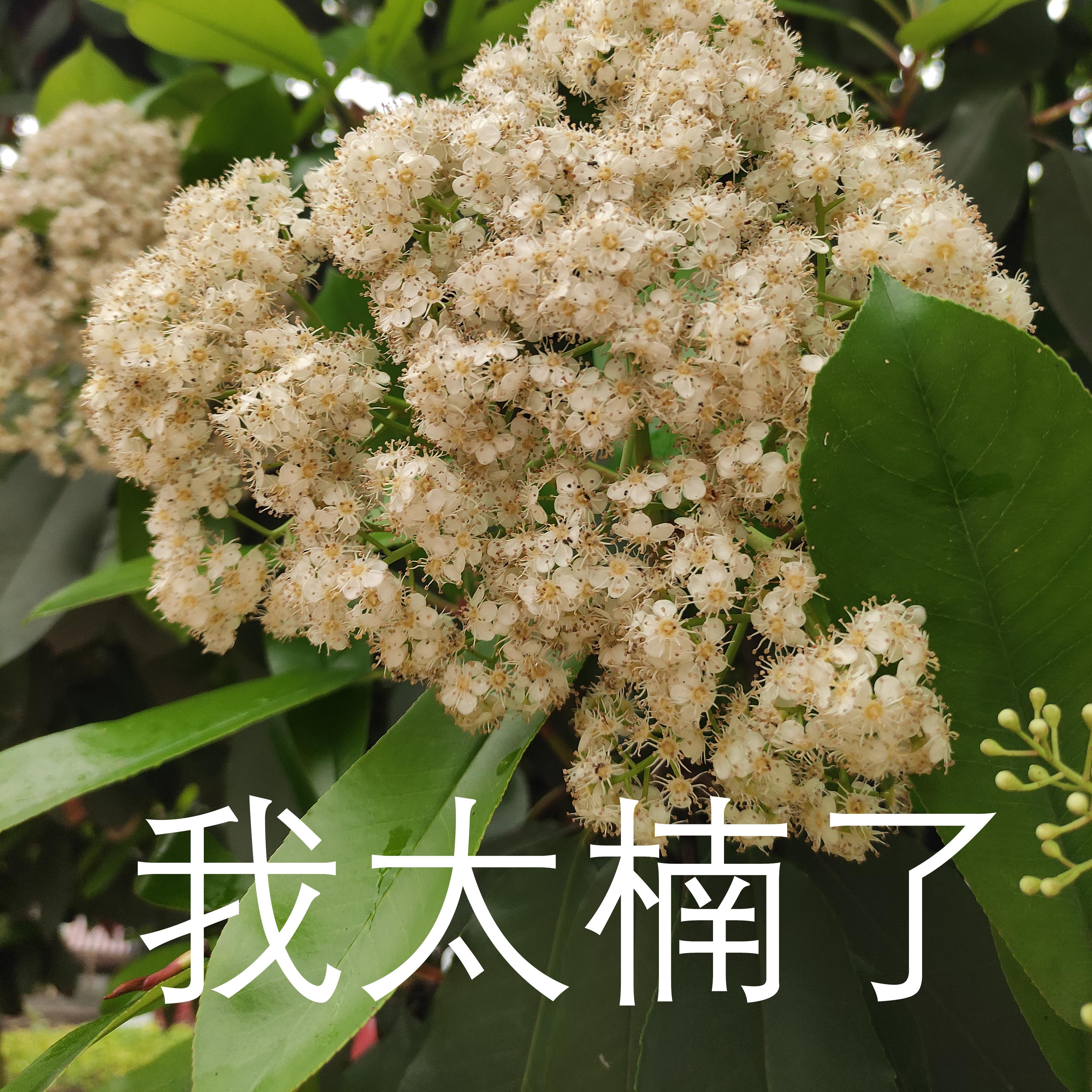 石楠树臭为什么还要种,石楠树有什么优点